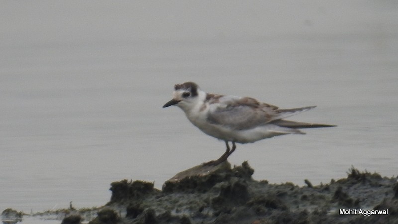 White-winged Tern - ML72062301