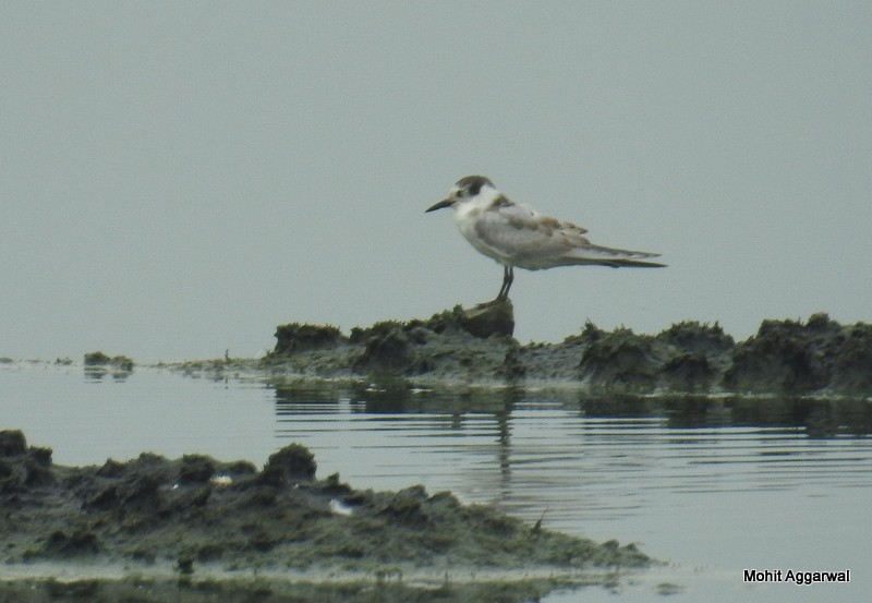 White-winged Tern - ML72062331