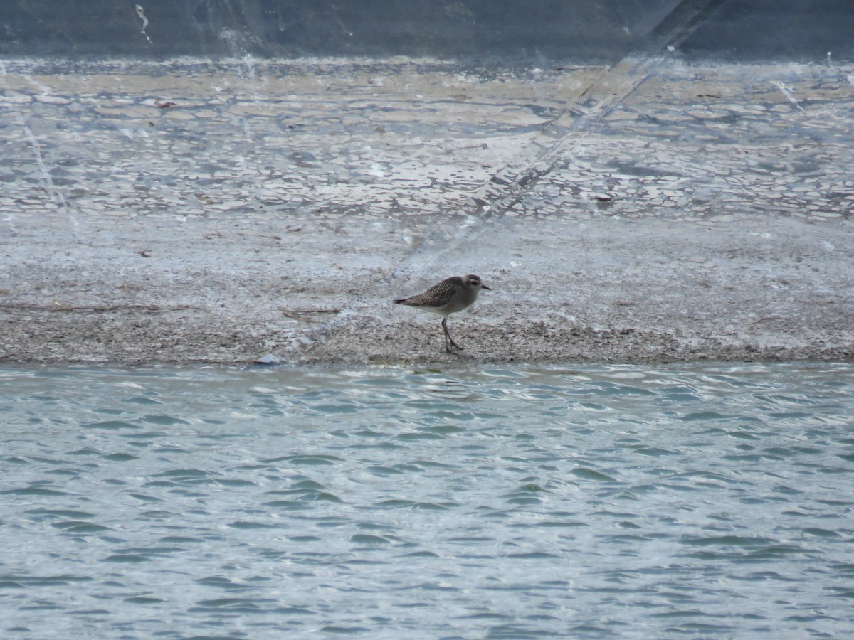 American Golden-Plover - ML72062731