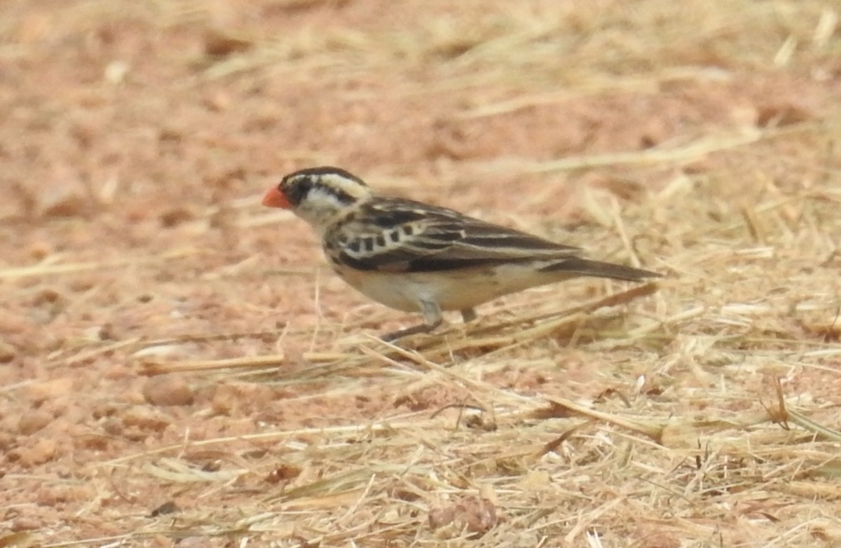 Pin-tailed Whydah - Nick Hudson