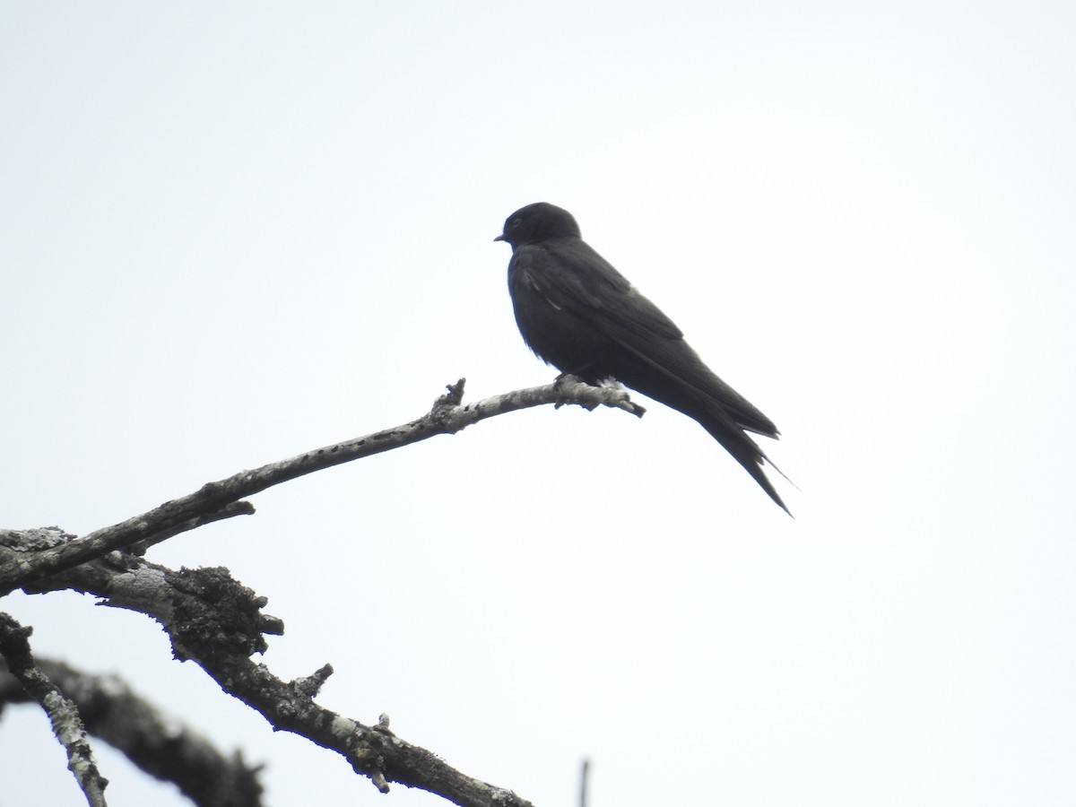 Black Sawwing - ML72063371