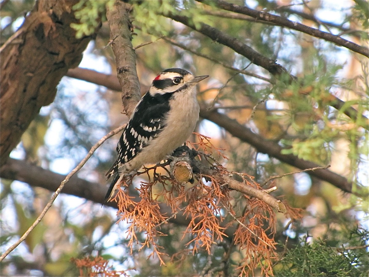 Downy Woodpecker - ML72064291