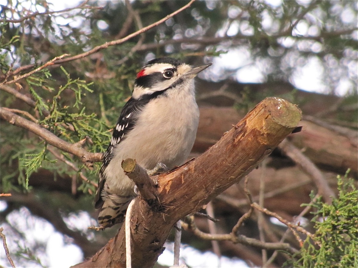 Downy Woodpecker - ML72064301