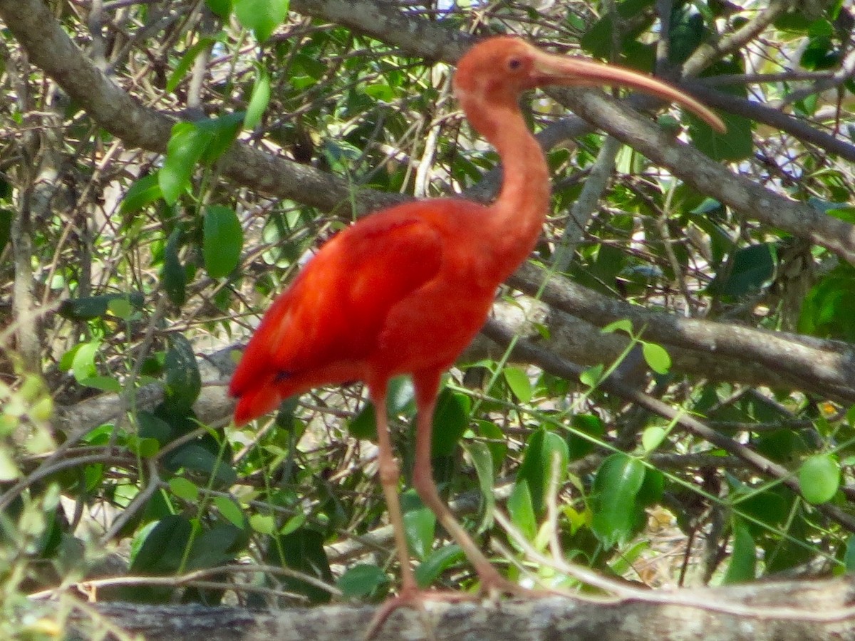 ibis rudý - ML72064391