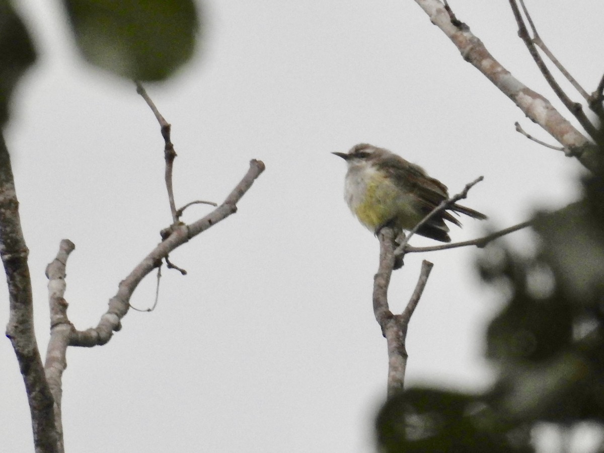 Western Violet-backed Sunbird (Southern) - ML72065221