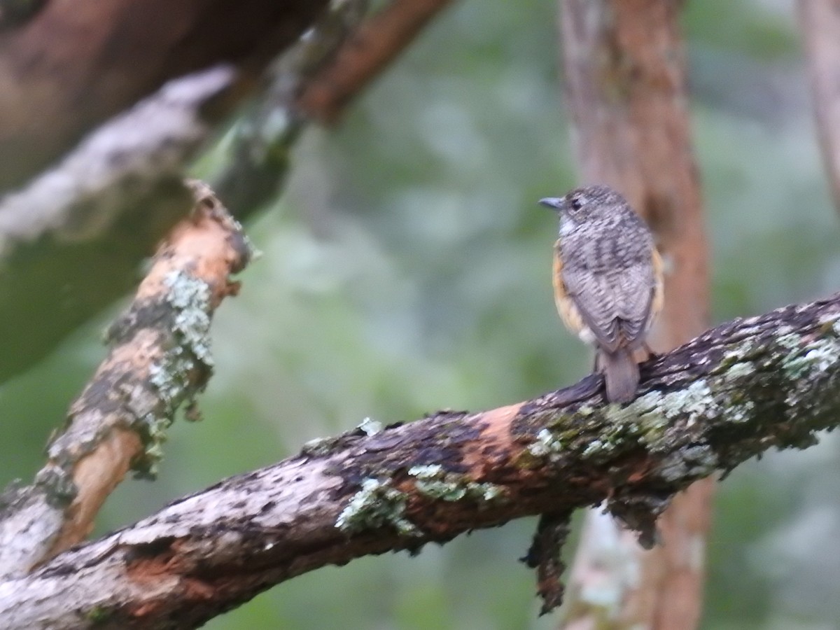 Miombo Rock-Thrush - ML72065651