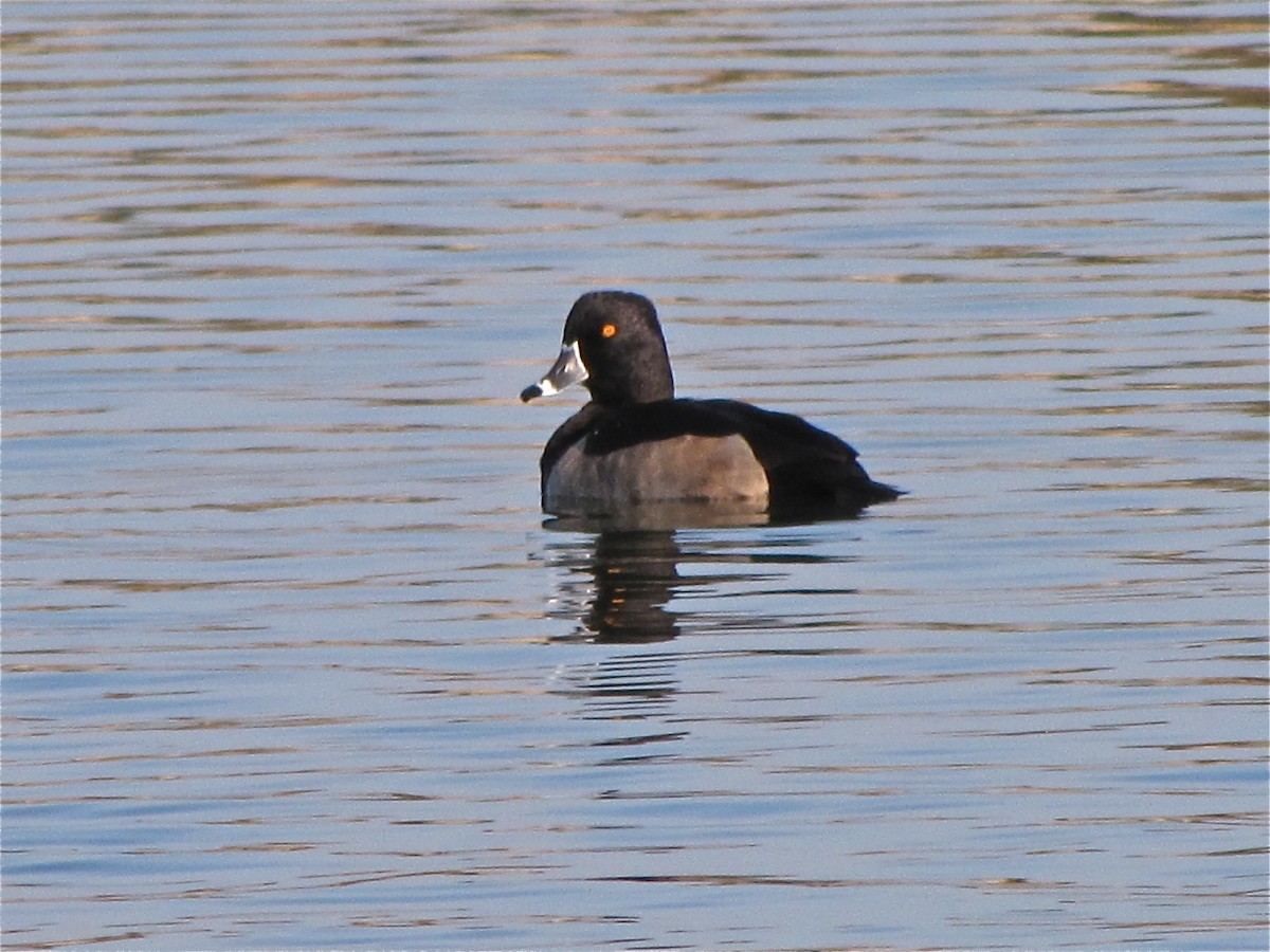 Ring-necked Duck - ML72066101