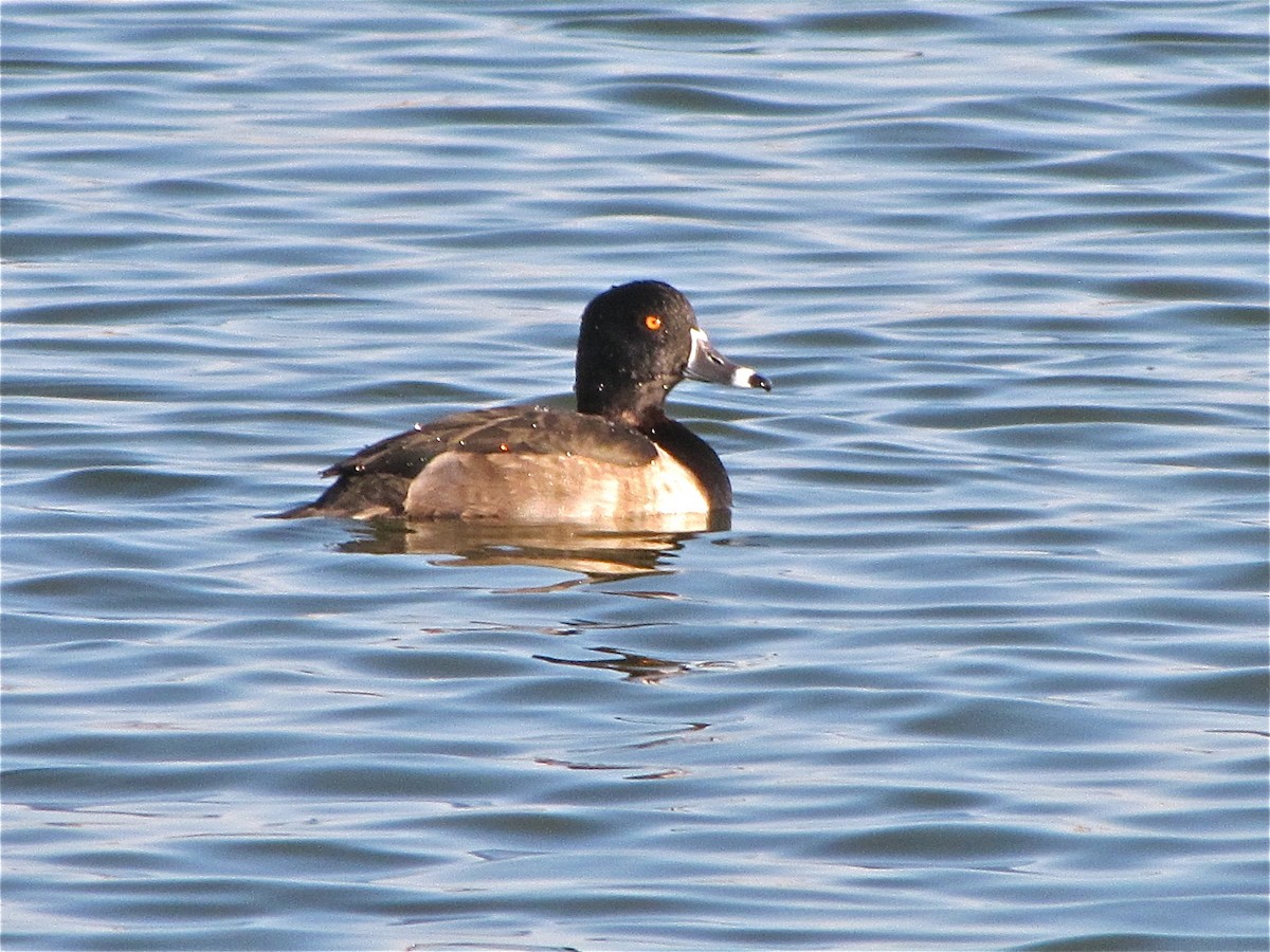 Ring-necked Duck - ML72066111