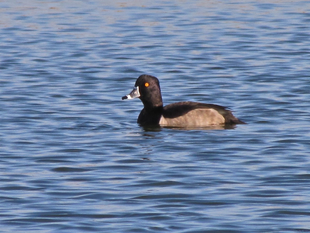 Ring-necked Duck - ML72066121