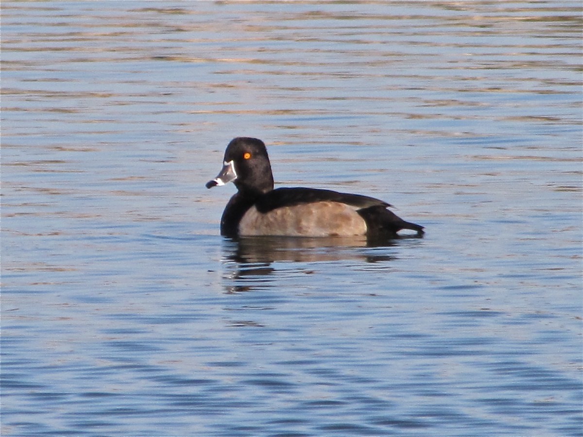 Ring-necked Duck - ML72066131