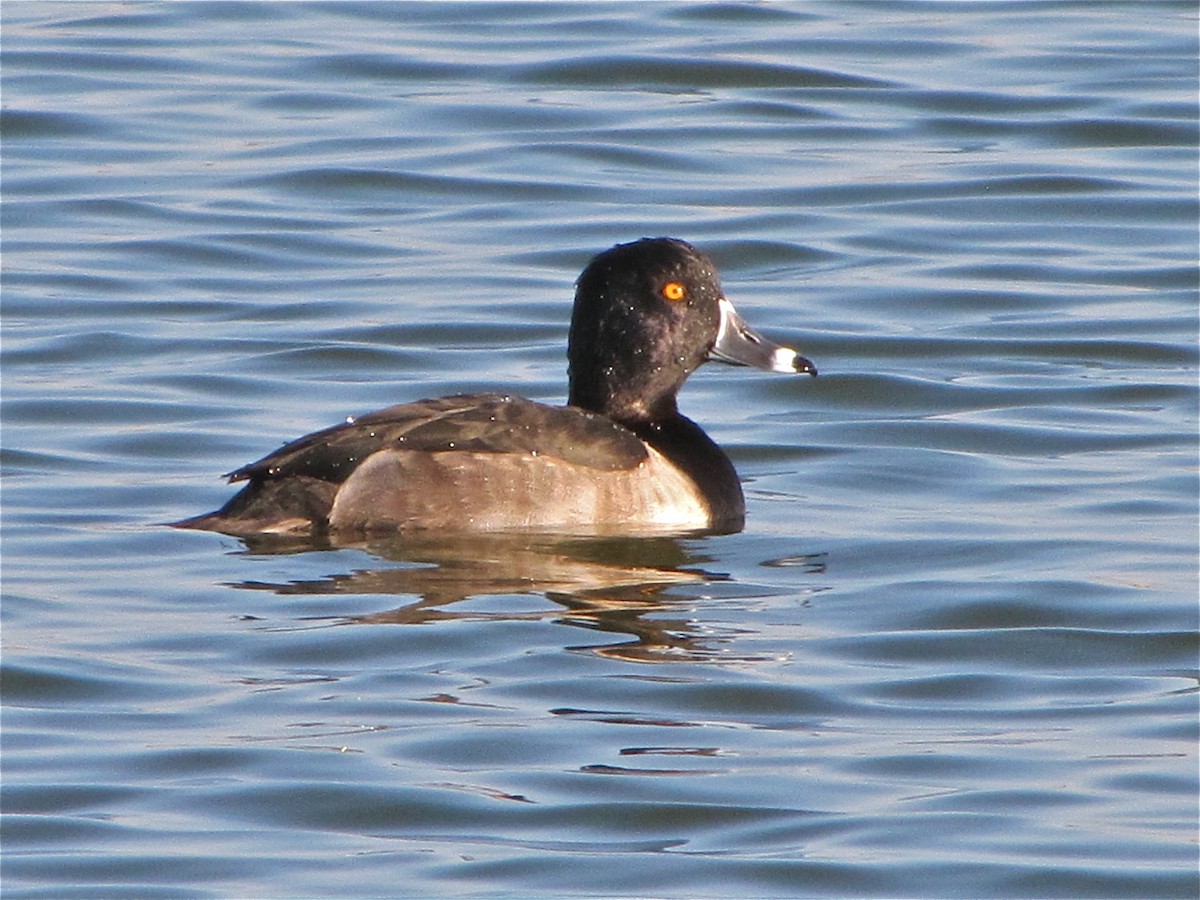 Ring-necked Duck - ML72066141