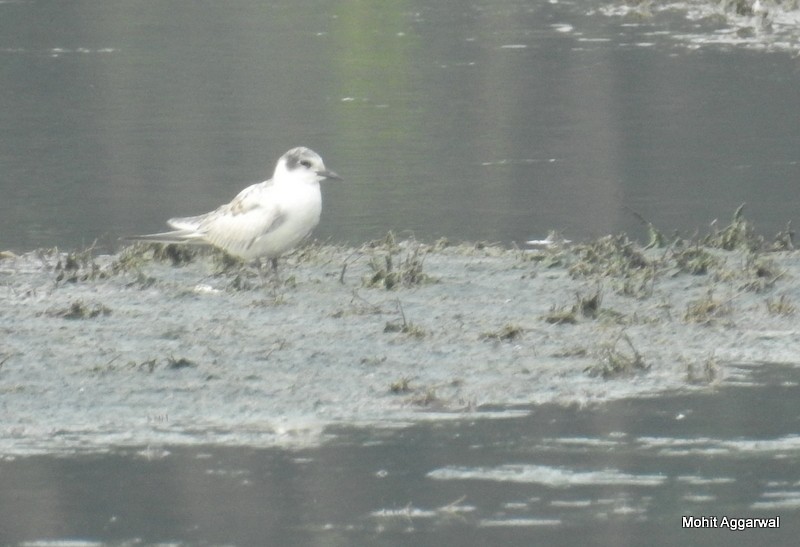 White-winged Tern - ML72068241