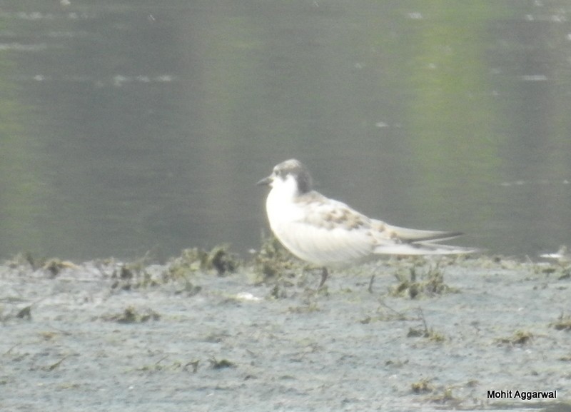 White-winged Tern - ML72068251