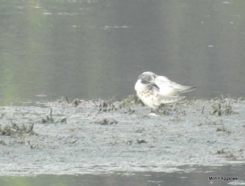 White-winged Tern - ML72068271