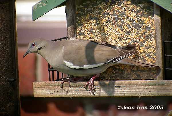 White-winged Dove - ML72070721