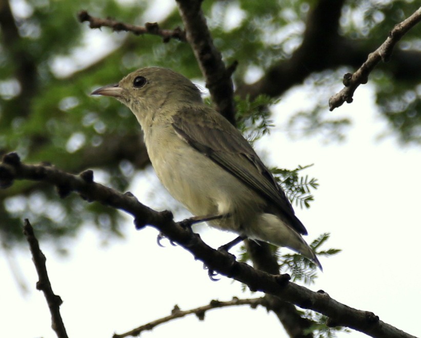 Pale-billed Flowerpecker - sathya kumar