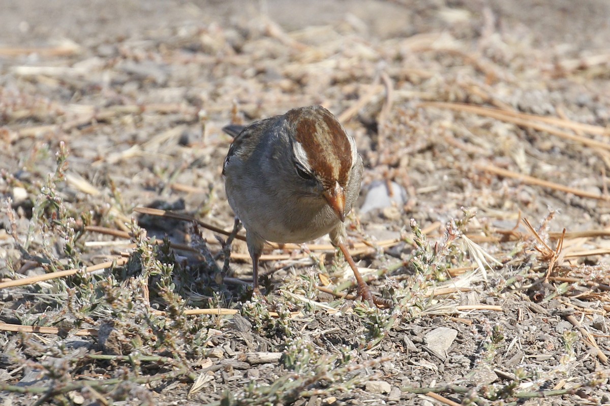 White-crowned Sparrow - ML72072671