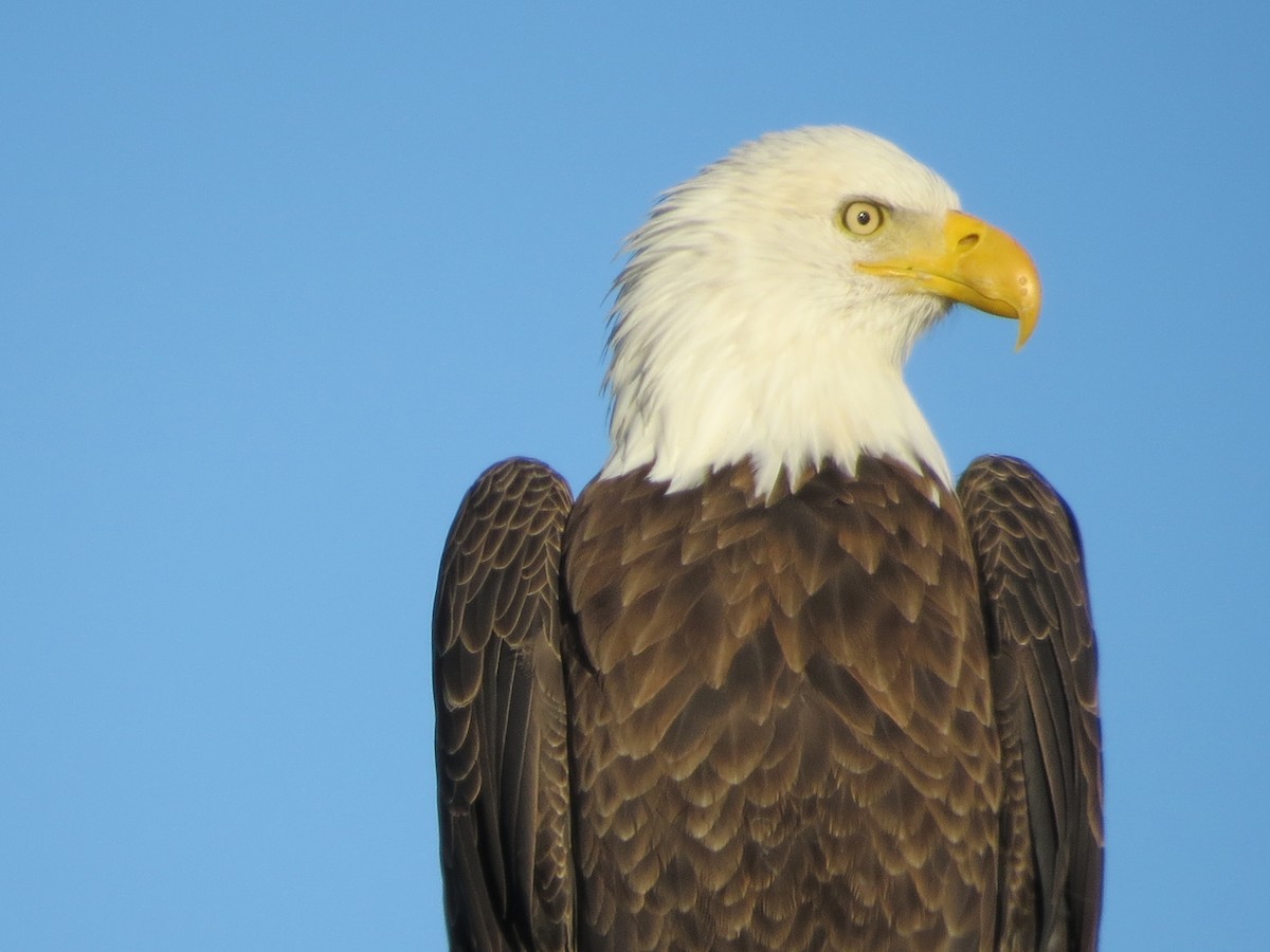 Bald Eagle - Ethan Maynard