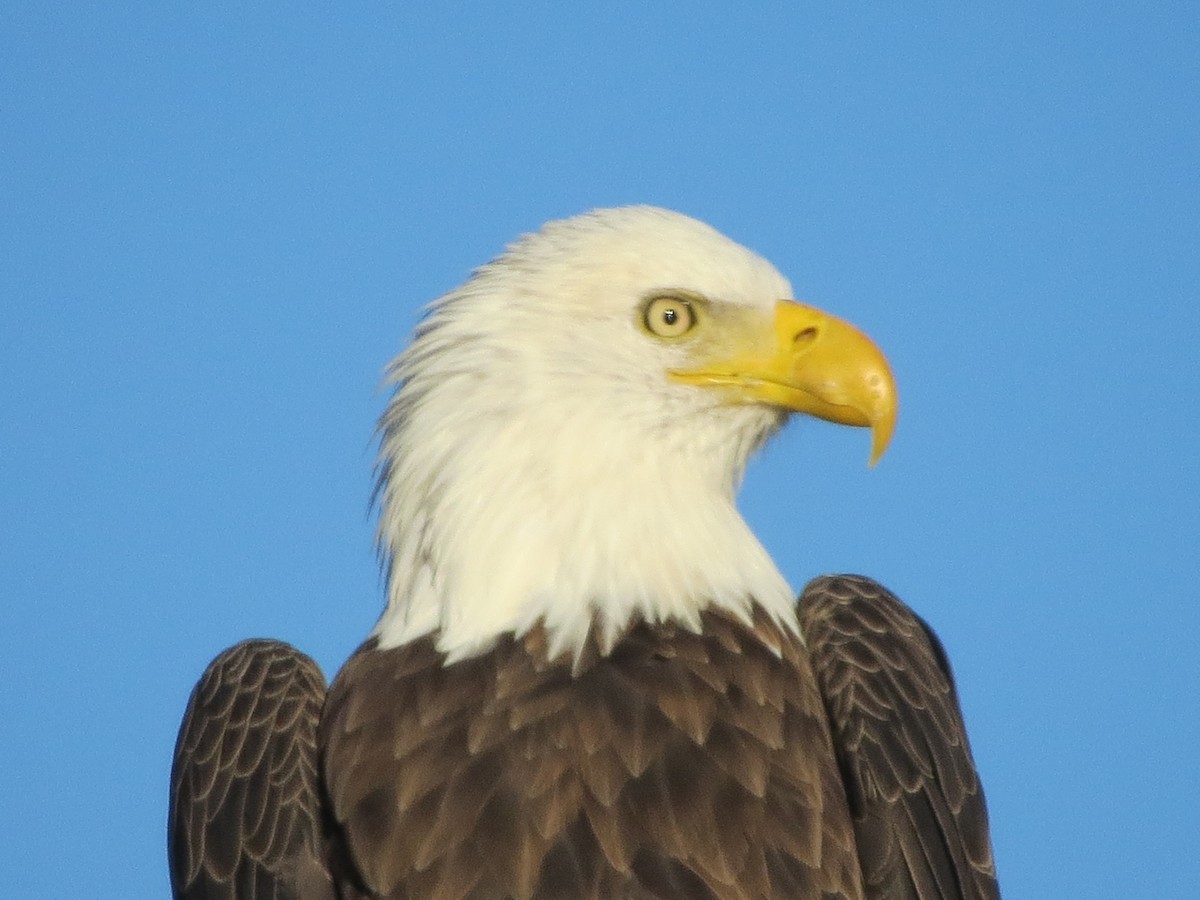 Bald Eagle - Ethan Maynard