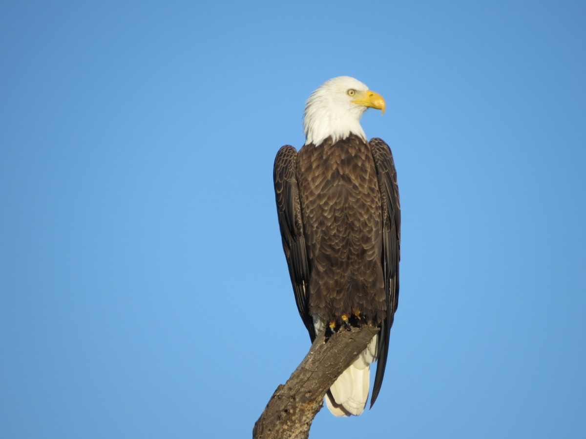 Bald Eagle - Ethan Maynard