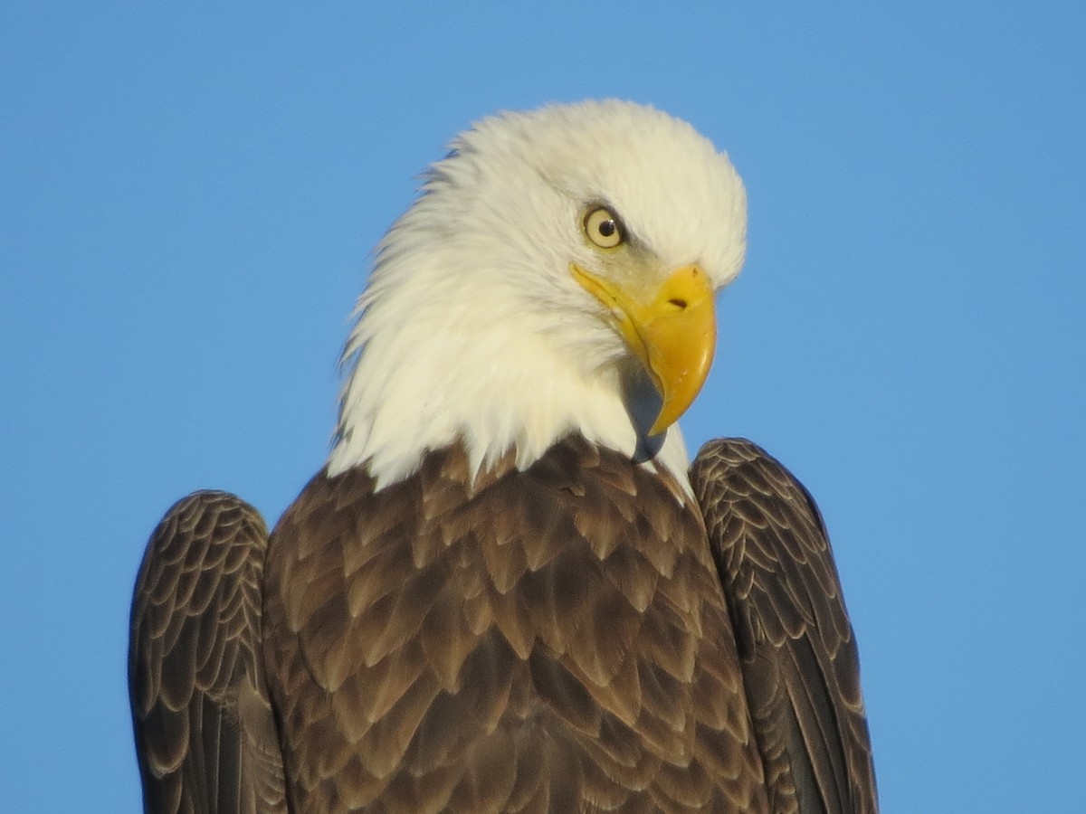 Bald Eagle - ML72072961