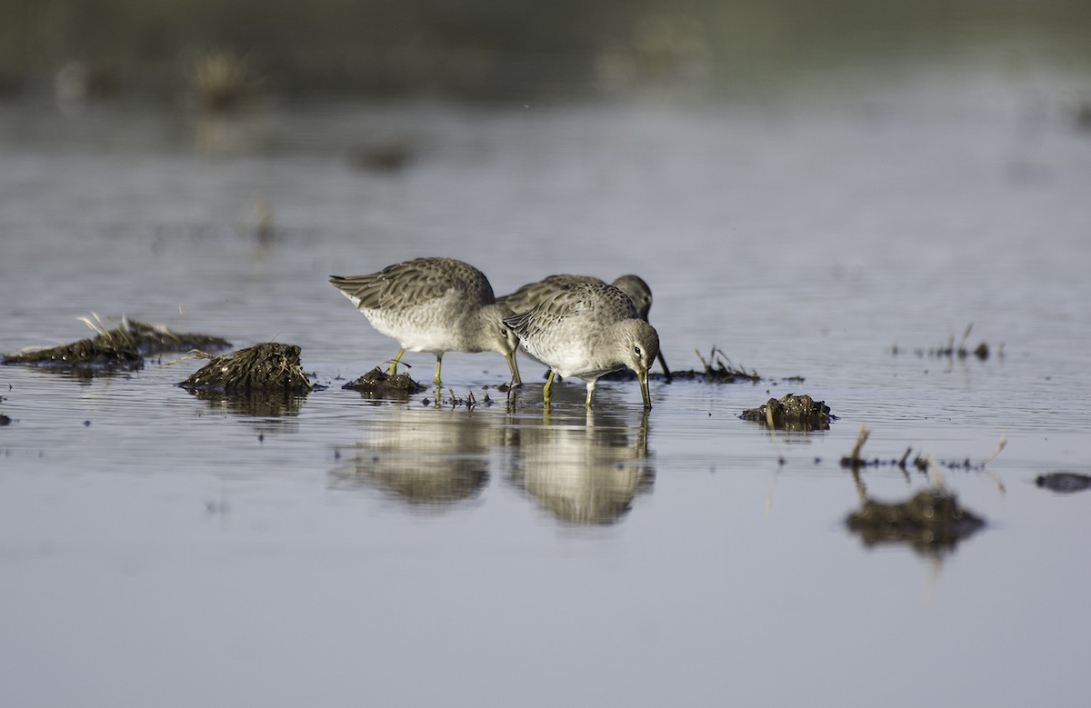 langnebbekkasinsnipe - ML72073451