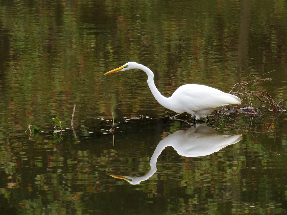 Great Egret - ML72073801