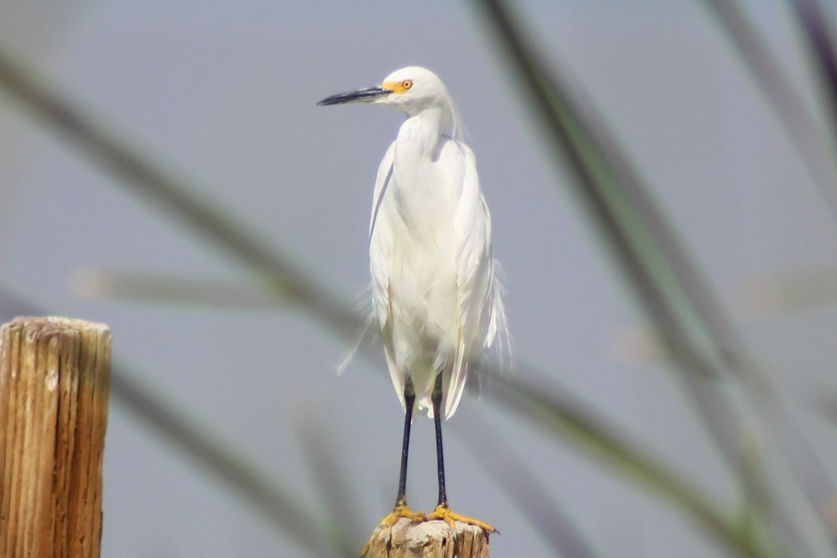 Snowy Egret - Jennifer Werrell