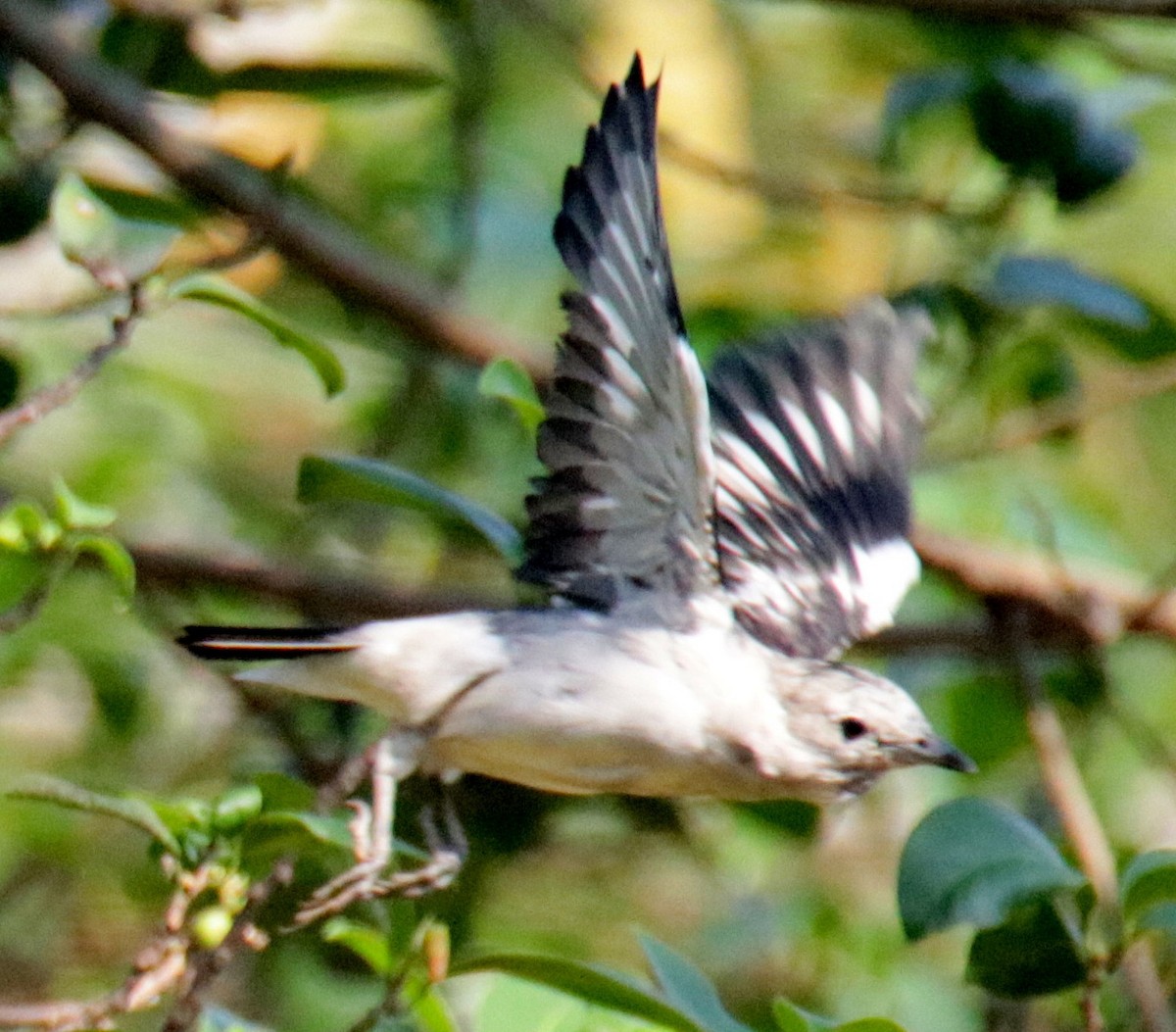 Daurian Starling - ML72076221