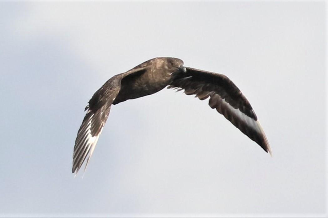 South Polar Skua - ML72076301