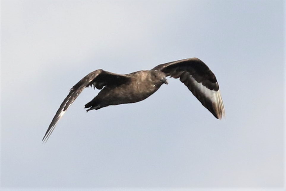 South Polar Skua - ML72076321