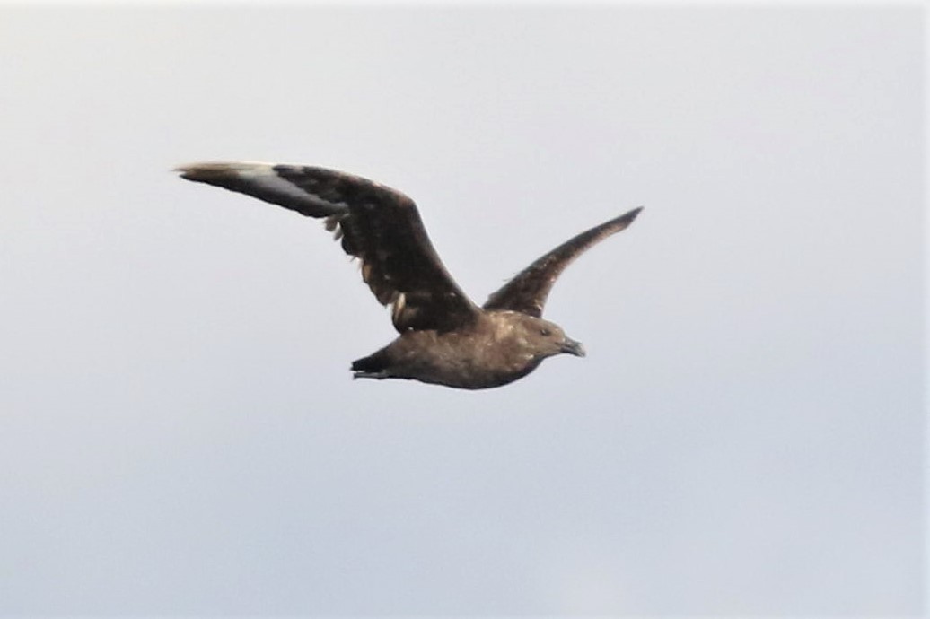 South Polar Skua - Bob Friedrichs