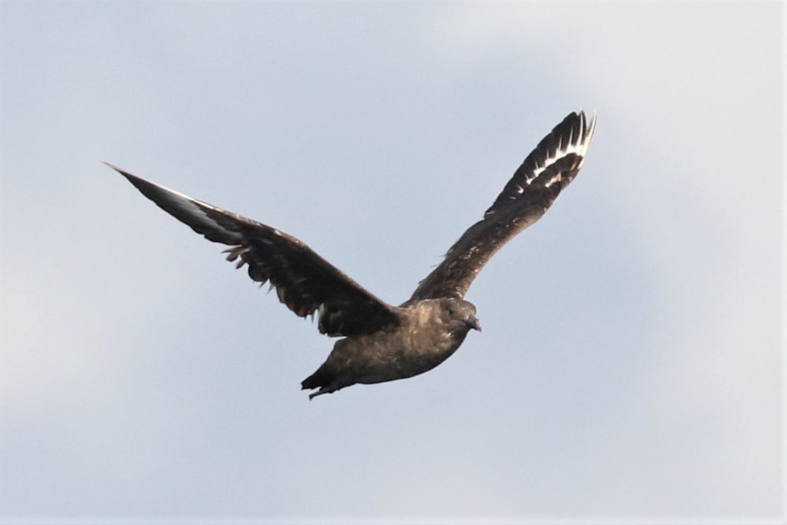 South Polar Skua - ML72076341