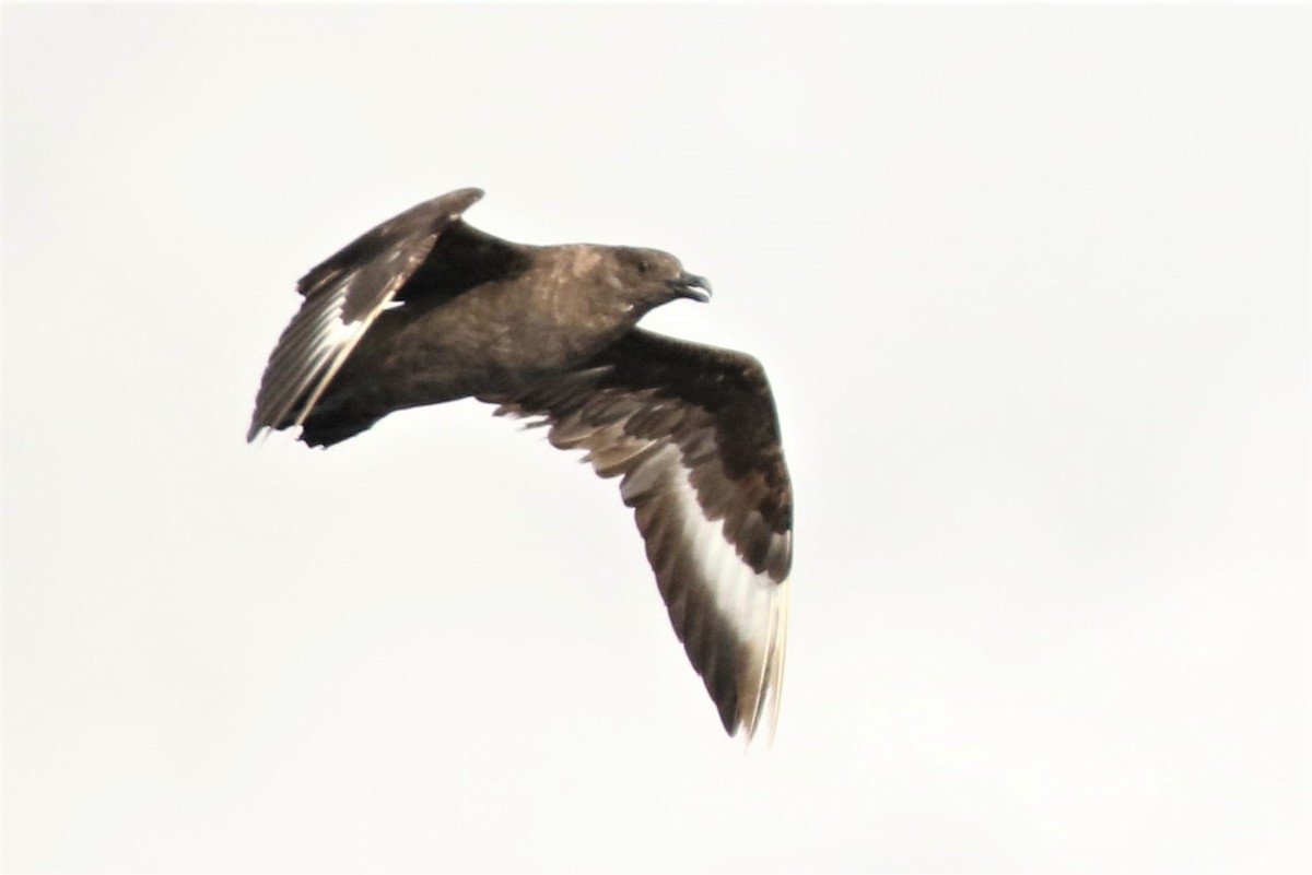 South Polar Skua - ML72076351