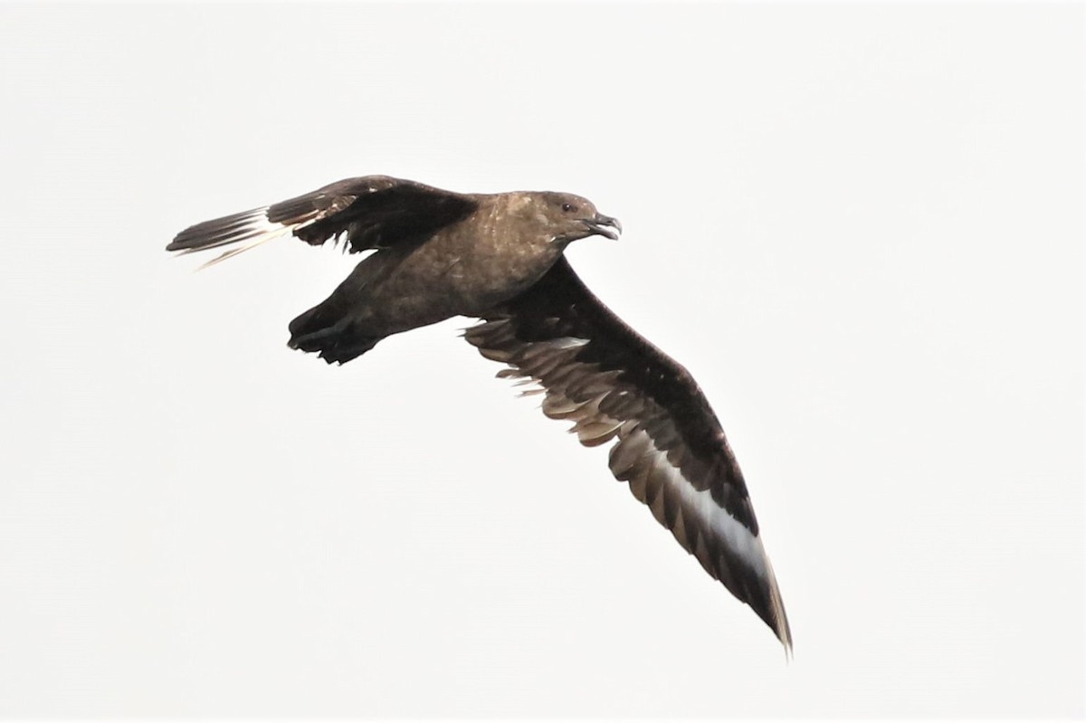 South Polar Skua - ML72076361