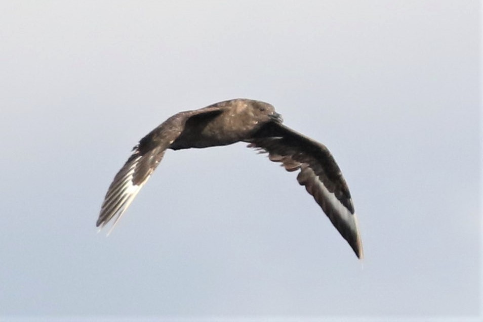 South Polar Skua - ML72076371
