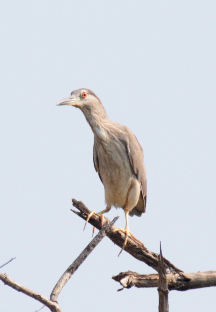 Black-crowned Night Heron - ML72076781