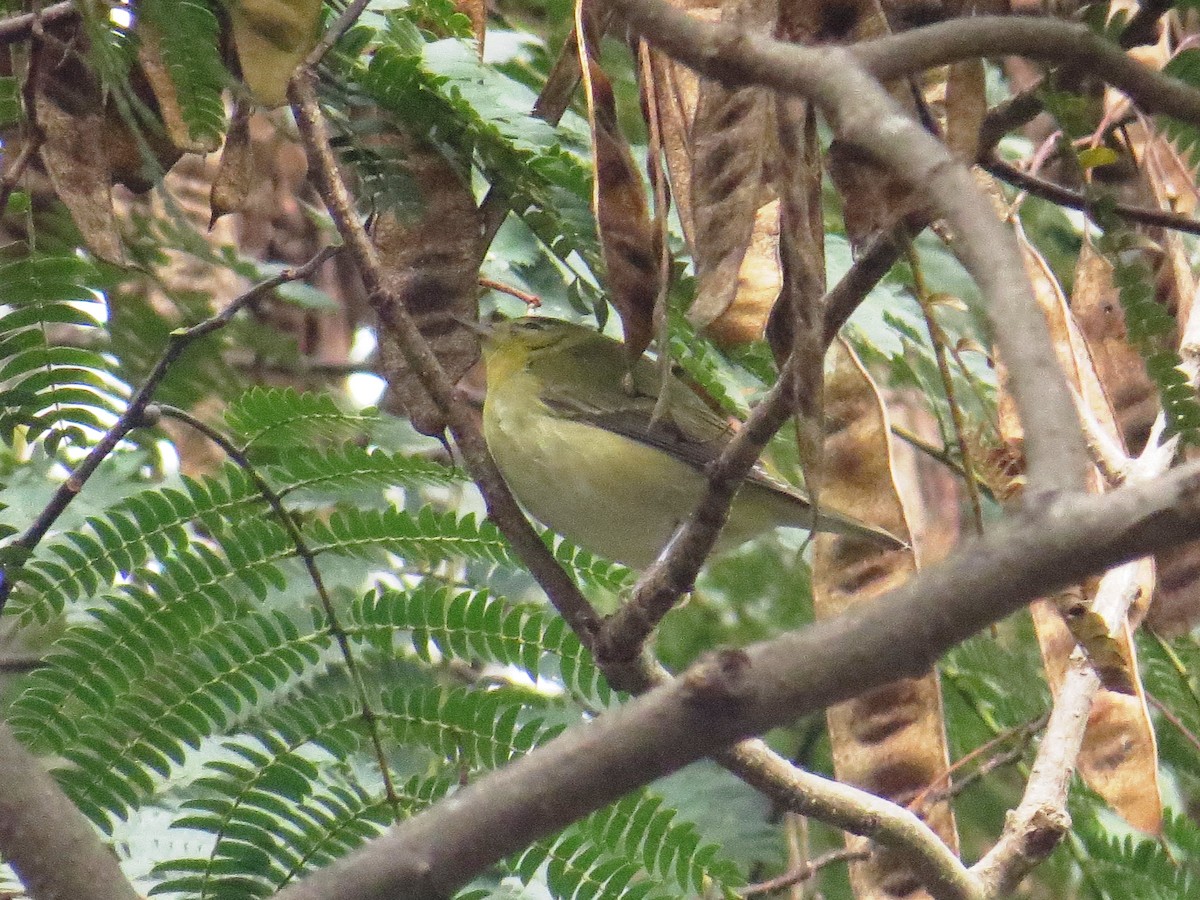 Tennessee Warbler - ML72077051