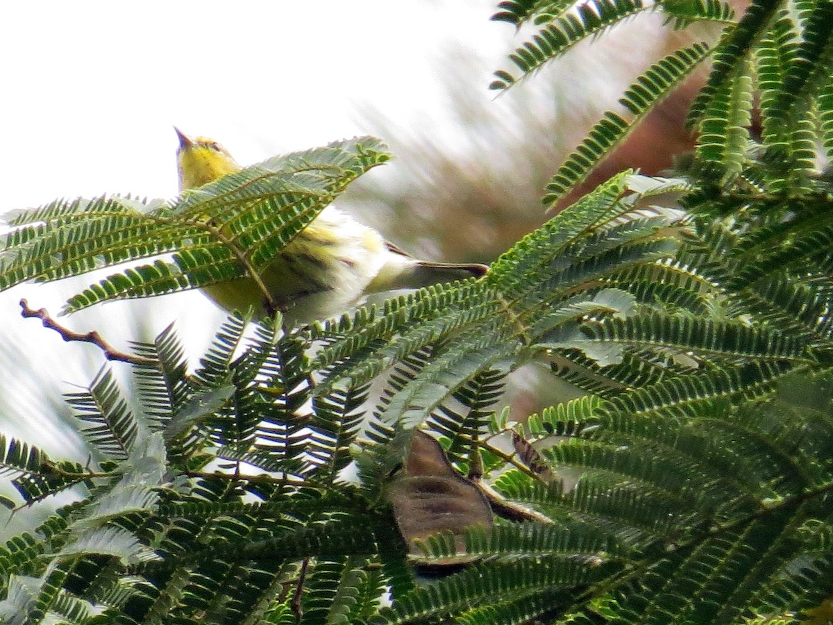 Cape May Warbler - ML72077131