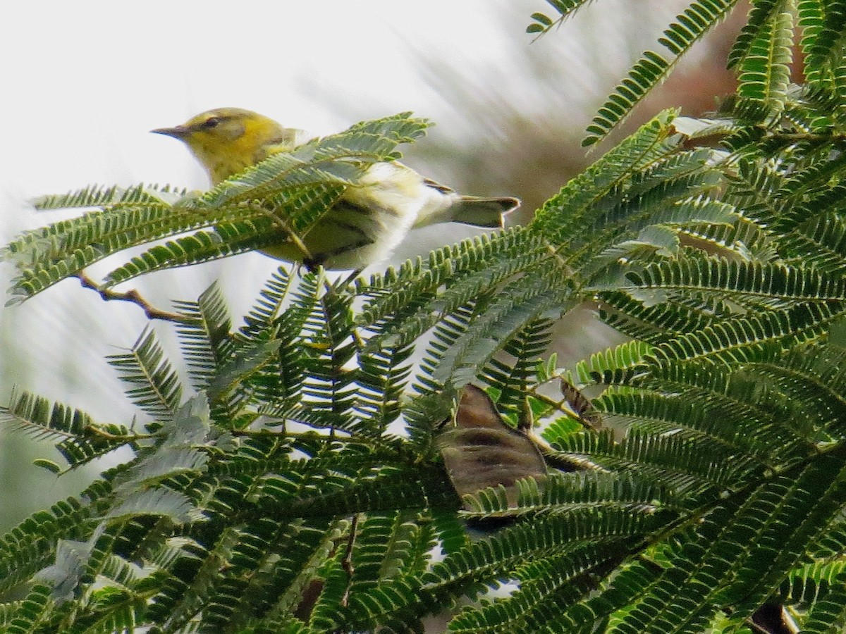 Cape May Warbler - ML72077141