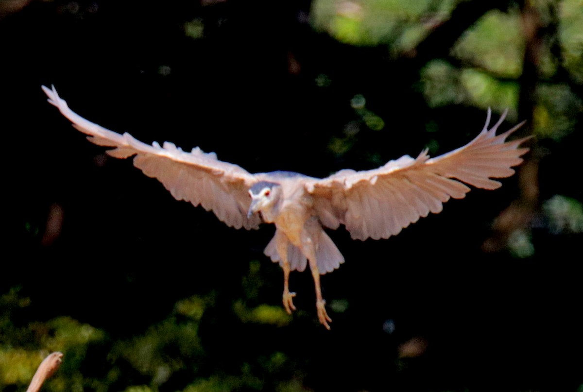 Black-crowned Night Heron - Siti Sutedjo