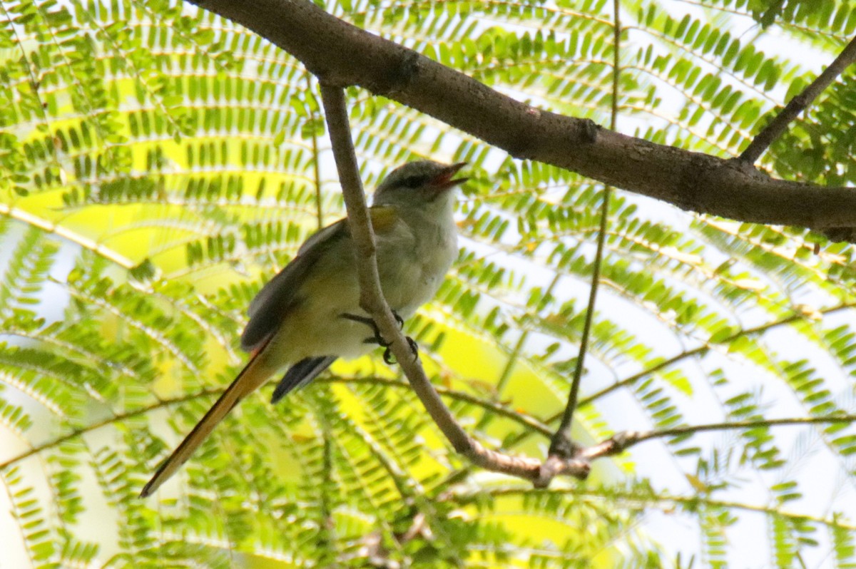 Zwergmennigvogel - ML72078431