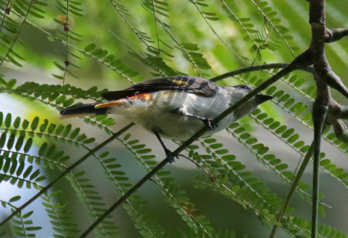 Small Minivet - Siti Sutedjo