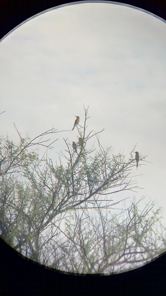 Blue-tailed Bee-eater - ML72078921