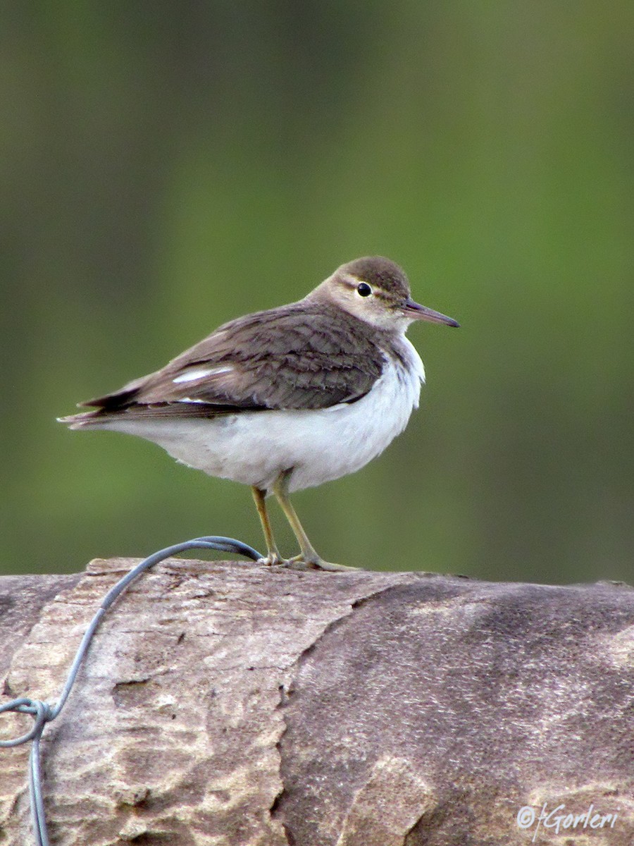 Spotted Sandpiper - ML72079401