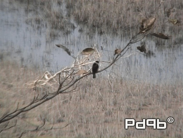 Collared Falconet - ML720798