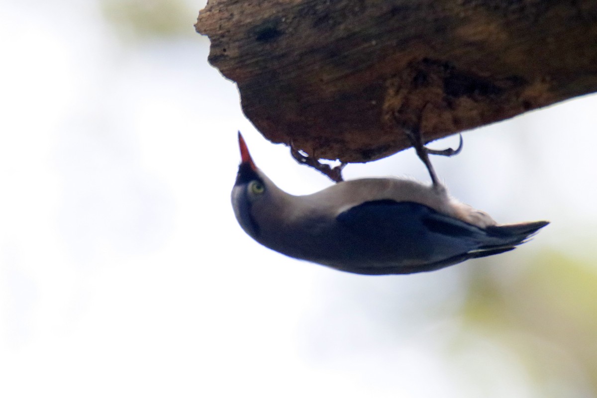 Velvet-fronted Nuthatch - Siti Sutedjo