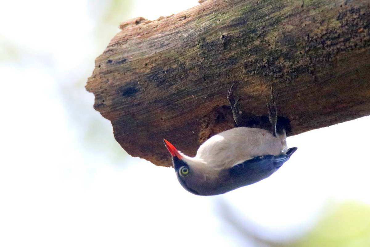 Velvet-fronted Nuthatch - Siti Sutedjo