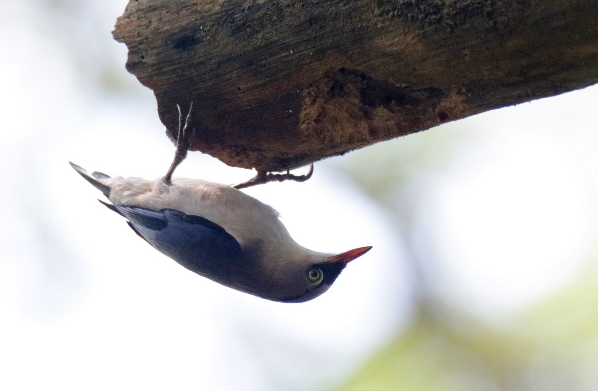 Velvet-fronted Nuthatch - Siti Sutedjo