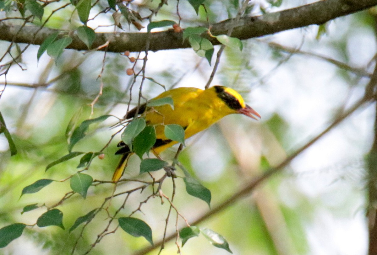 Black-naped Oriole - Siti Sutedjo